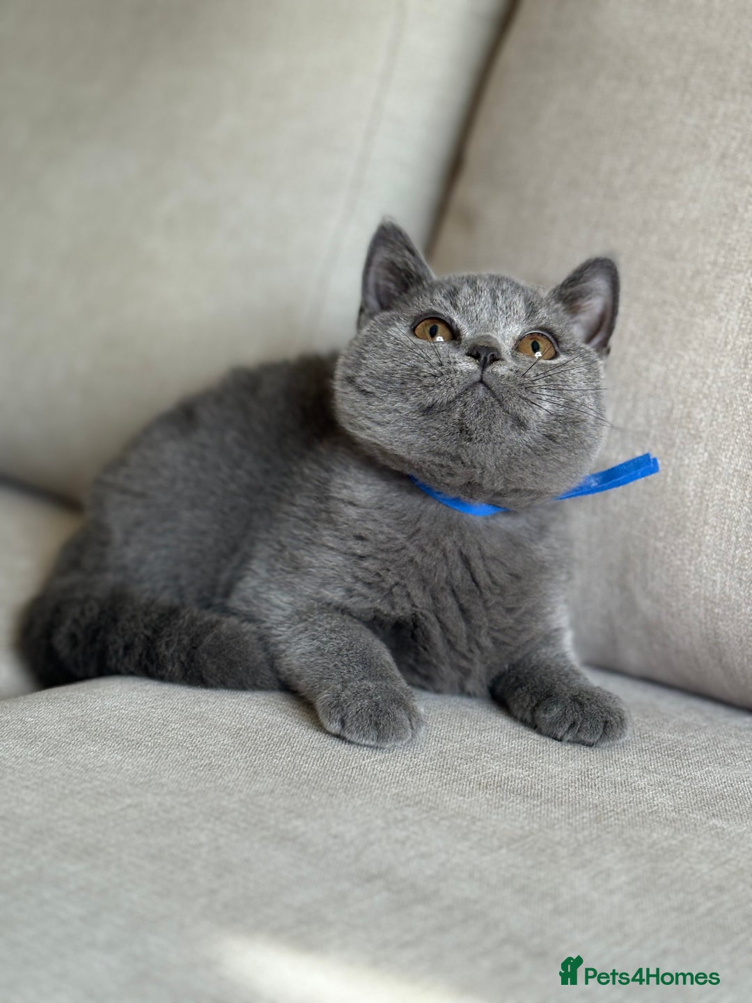 British Shorthair cats for sale: Beautiful kittens  - Image 10