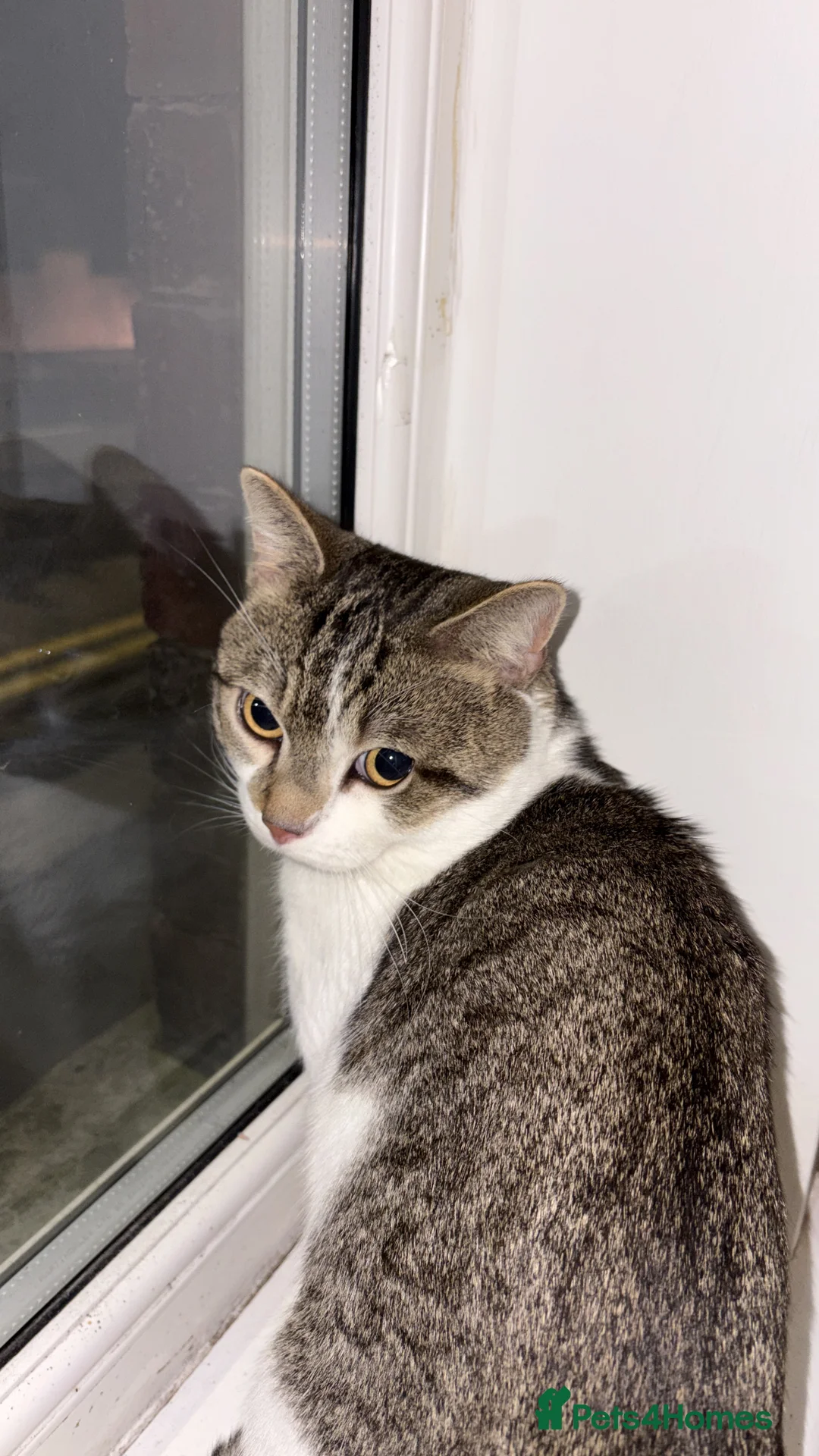 Mixed Breed cats for sale: 4 year old tabby male  in Chorley - Advert 7