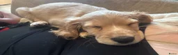 Cocker Spaniel dogs for sale: Female cocker spaniel  in Ipswich - Advert 10