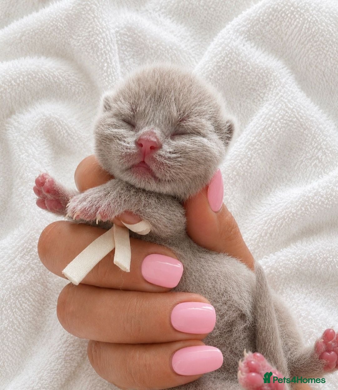 British Shorthair cats Stunning British Shorthair kittens  - Advert 2