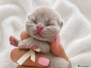British Shorthair cats Stunning British Shorthair kittens - Advert 3