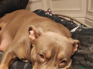 Mixed Breed dogs Prety puppy - Advert 1