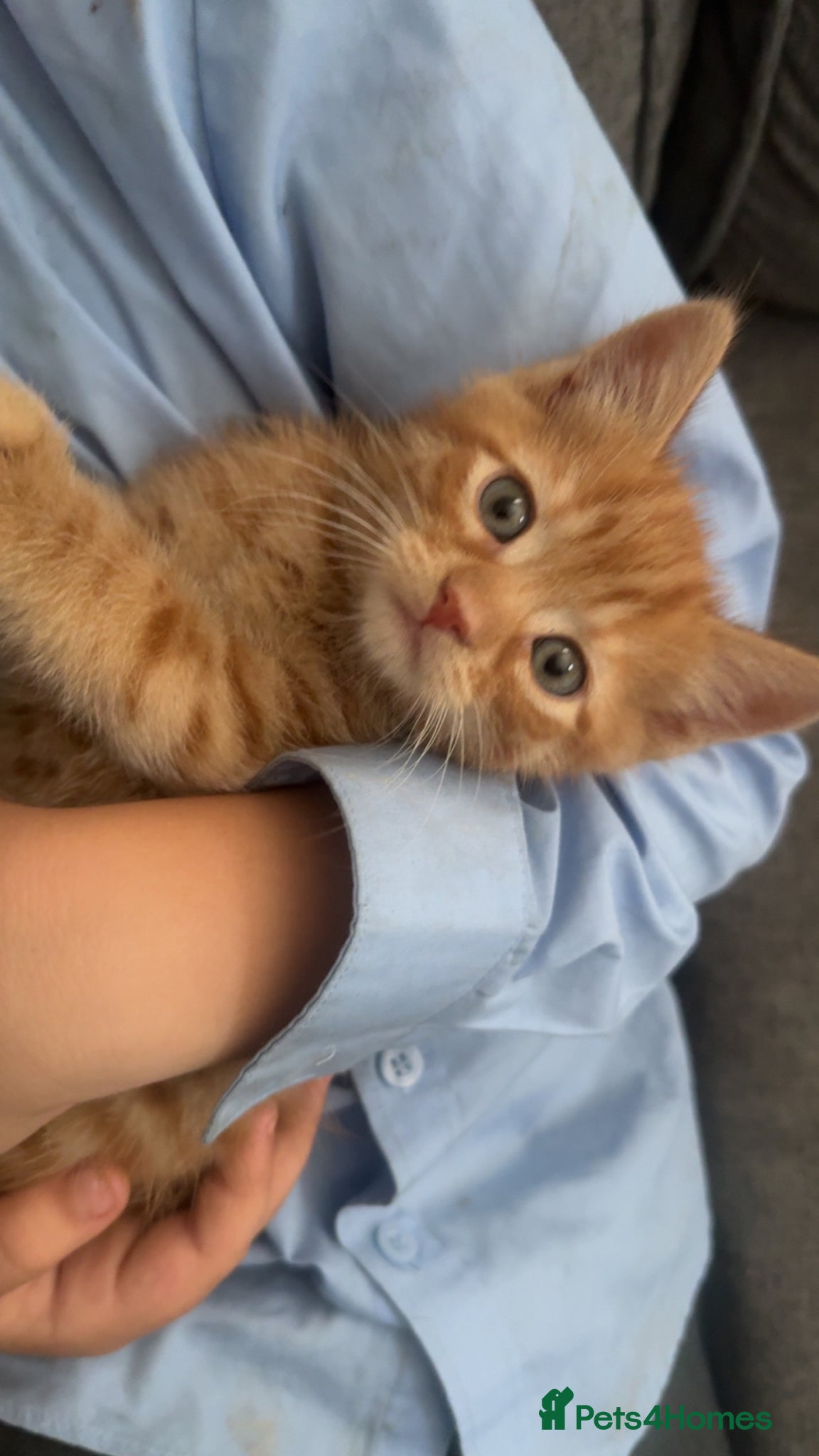 Persian cats for sale: 2 stunning PersianX kittens looking for new homes  - Advert 2