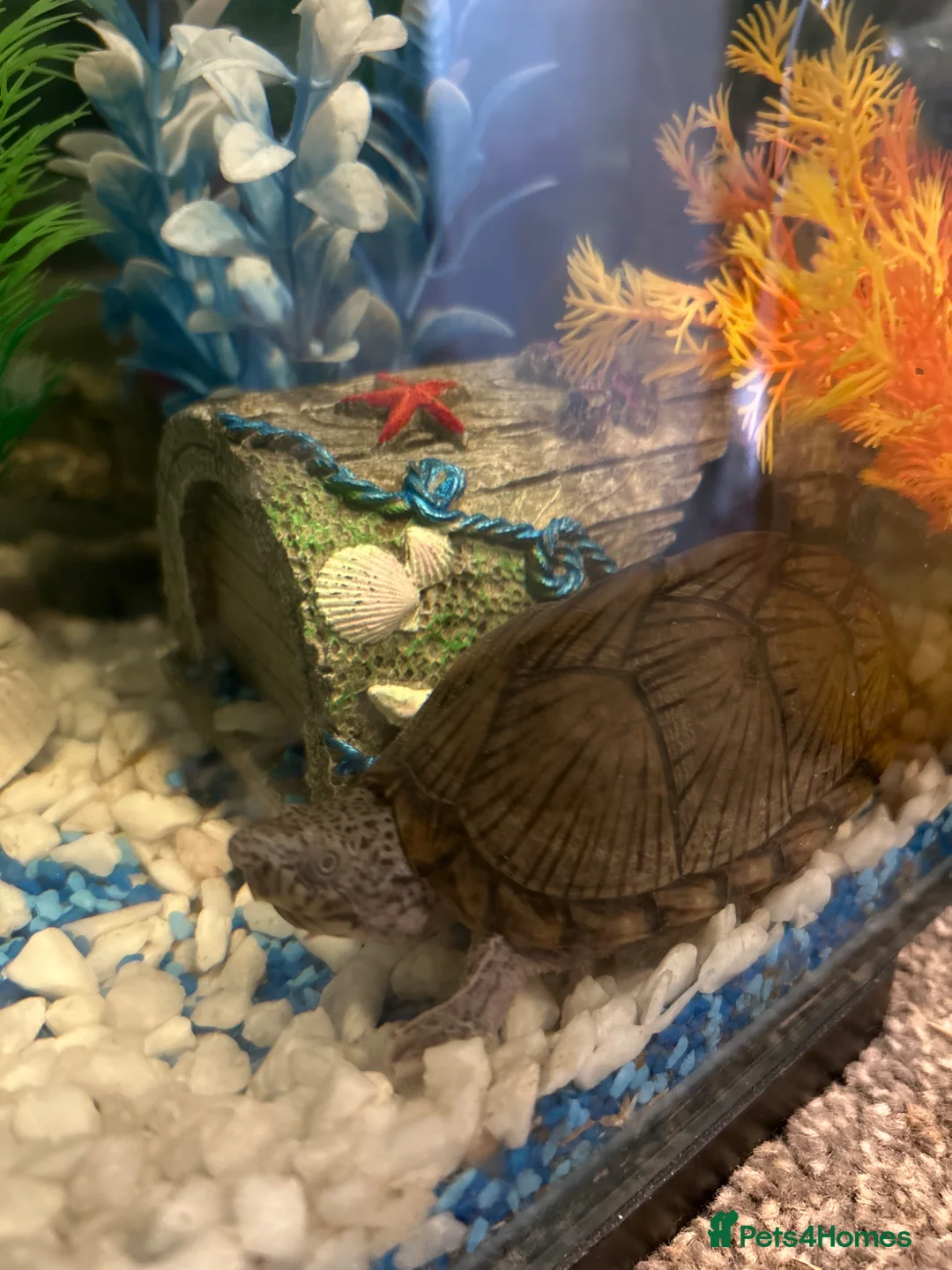Turtle reptiles for sale: 2 razorback busk turtles with full set up in Manchester - Advert 1