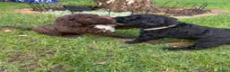 Spanish Water Dog dogs for sale: Spanish Water Dog - Advert 12