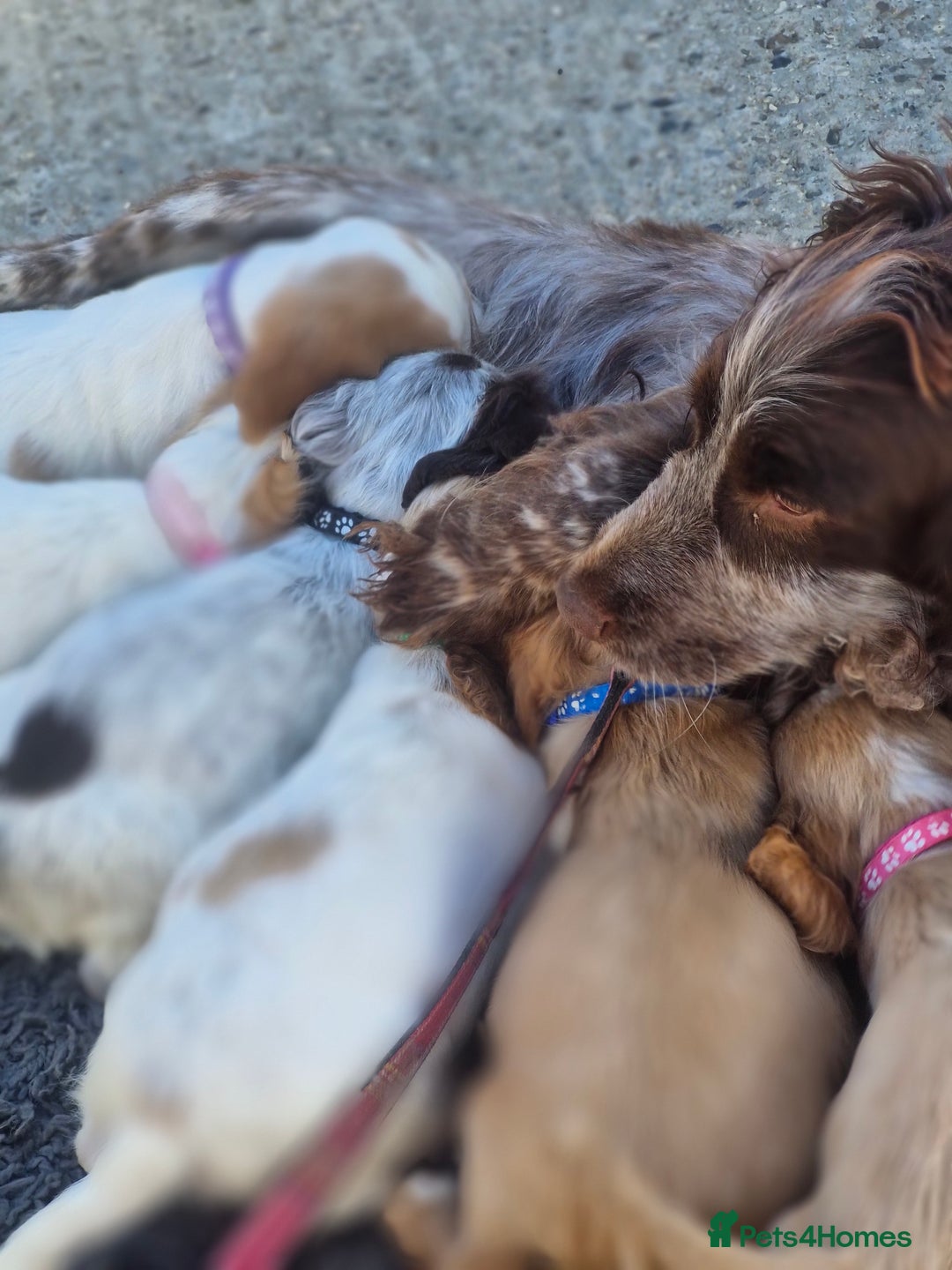 Cocker Spaniel dogs for sale: Cocker spaniel puppies  - Image 6