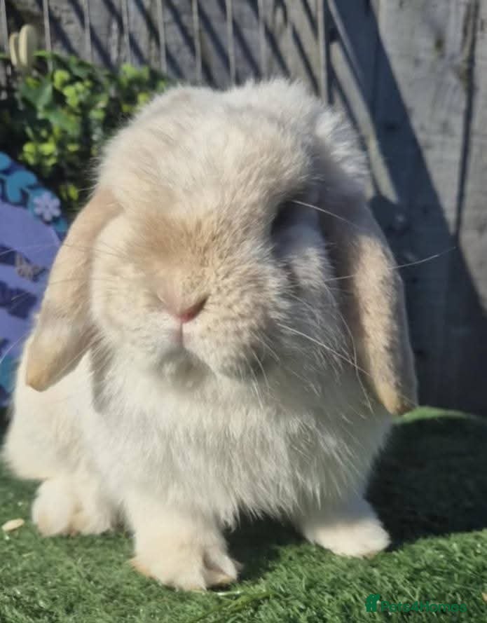 Mini Lop rabbits Chocolate pointed Magpie 8 month old Buck  - Advert 18