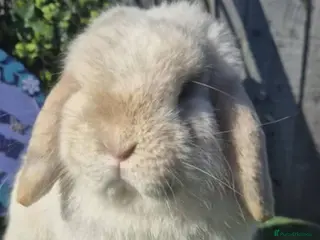 Mini Lop rabbits Chocolate pointed Magpie 8 month old Buck - Advert 18