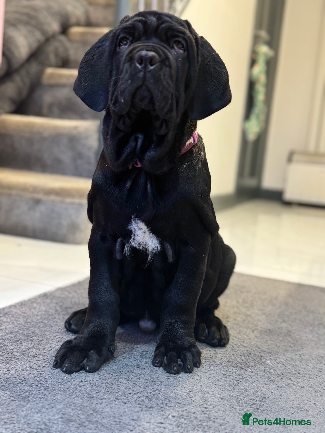 Neapolitan Mastiff dogs for sale:  3 black girl Neapolitan mastiff puppie Newcastle  - Advert 16