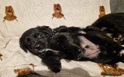 Mixed Breed dogs for sale: 🌟 Collie x Golden Retriever Puppies 🌟 - Image 21