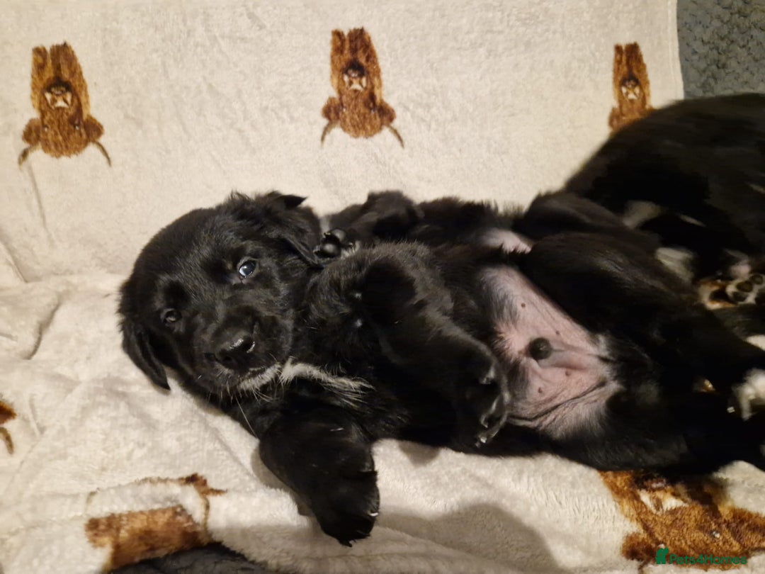 Mixed Breed dogs for sale: 🌟 Collie x Golden Retriever Puppies 🌟 - Image 21