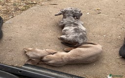 Miniature Dachshund dogs for sale: Beautiful Isabella dachshund puppies - Image 28