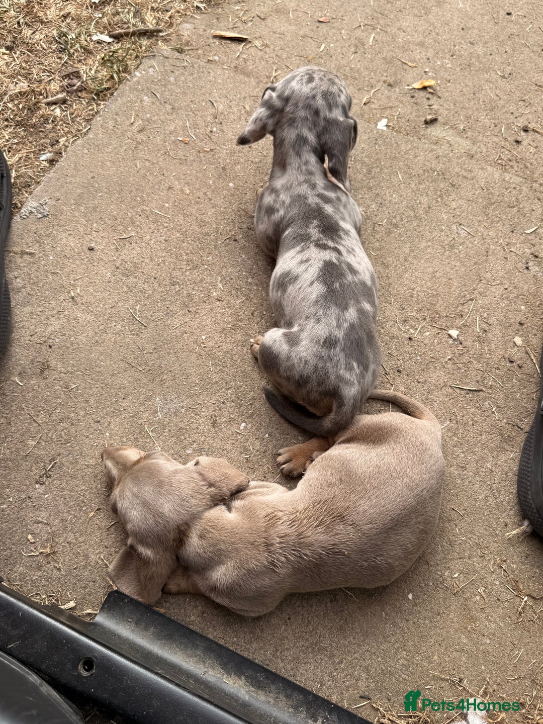 Miniature Dachshund dogs for sale: Beautiful Isabella dachshund puppies - Image 28