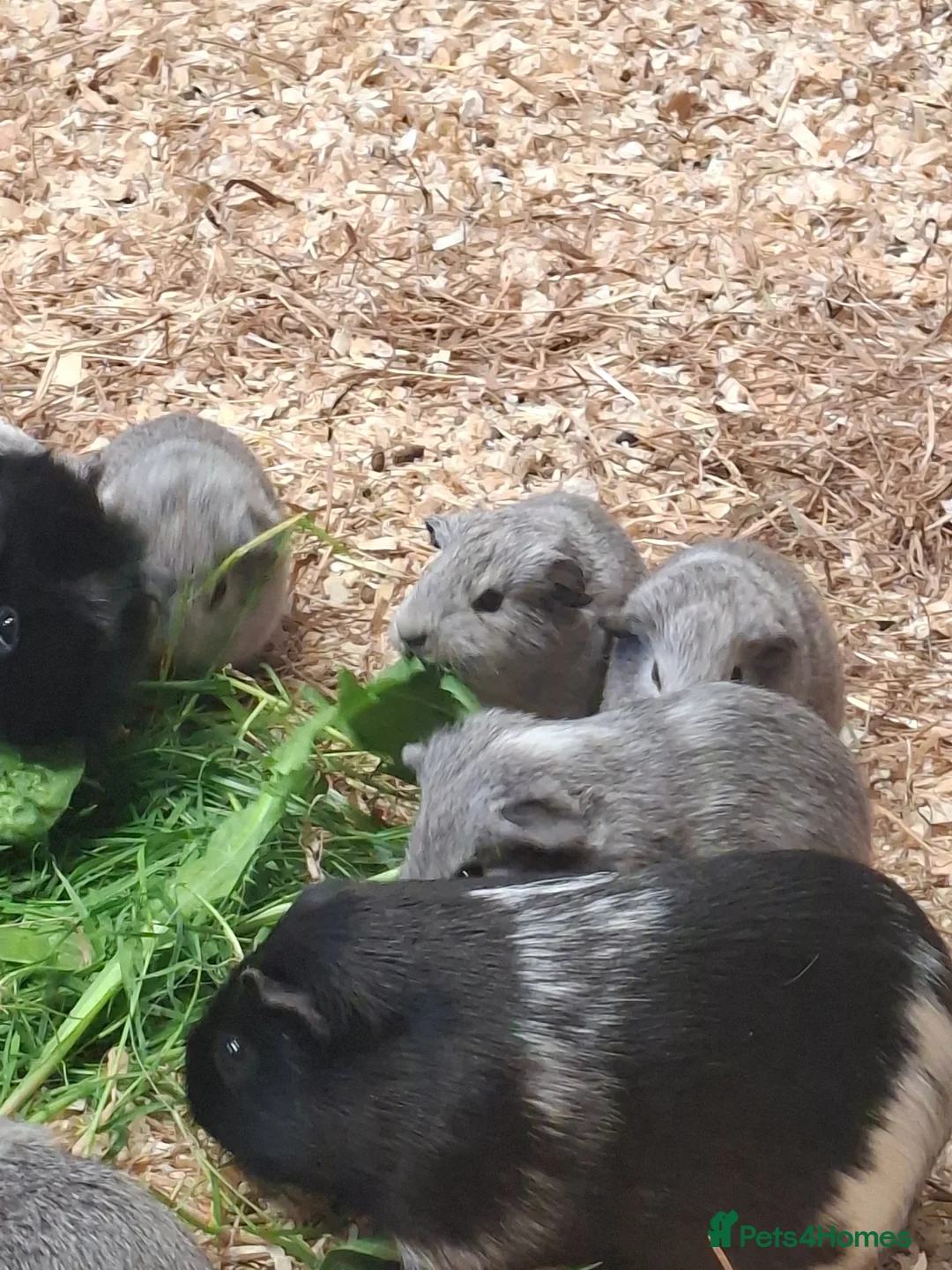 Guinea Pig rodents for sale: Stunning boars and sows ready now - Advert 2