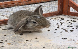 Lionhead rabbits for sale: Lionhead x - Image 2