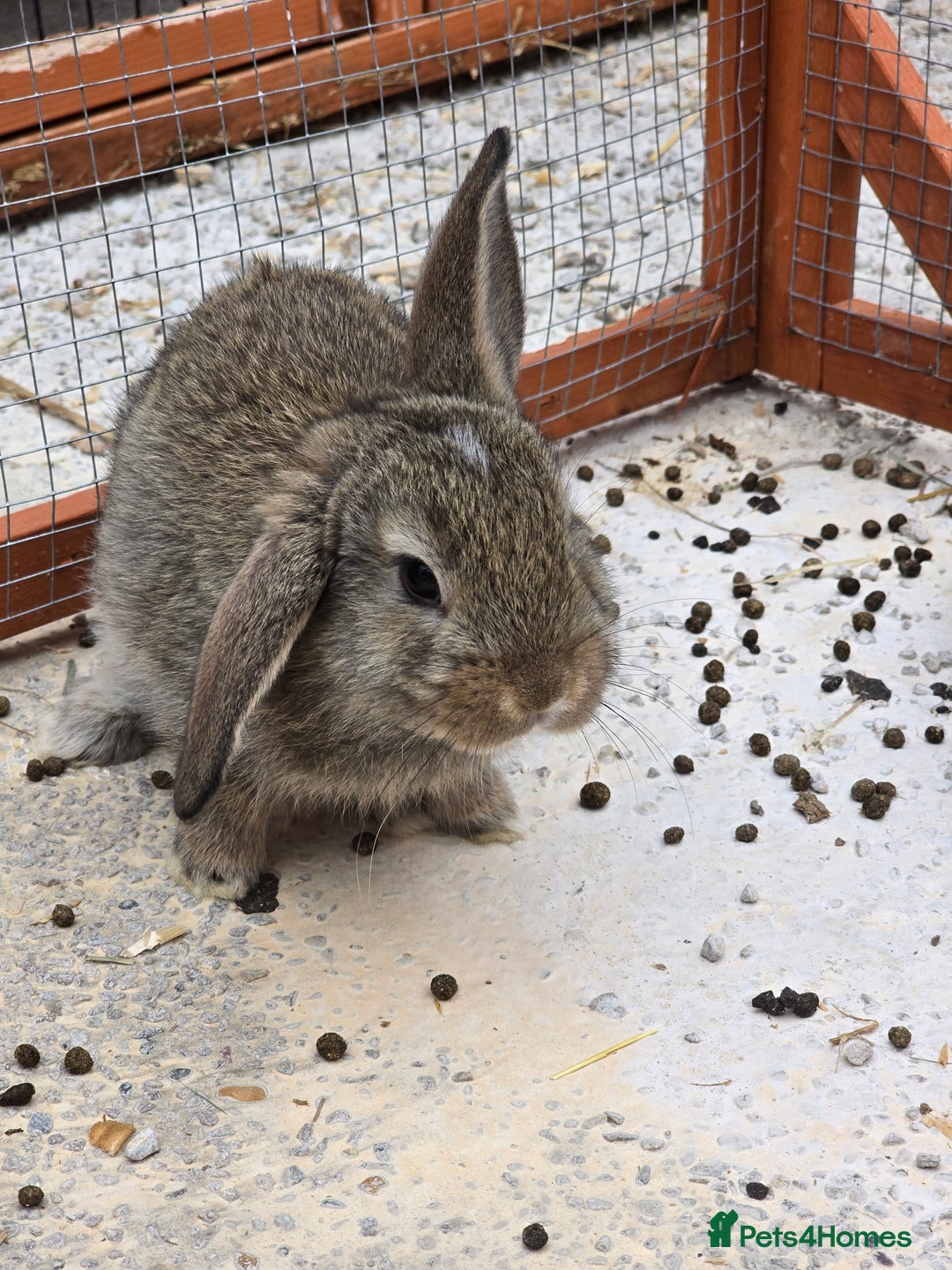 Lionhead rabbits for sale: Lionhead x - Image 2