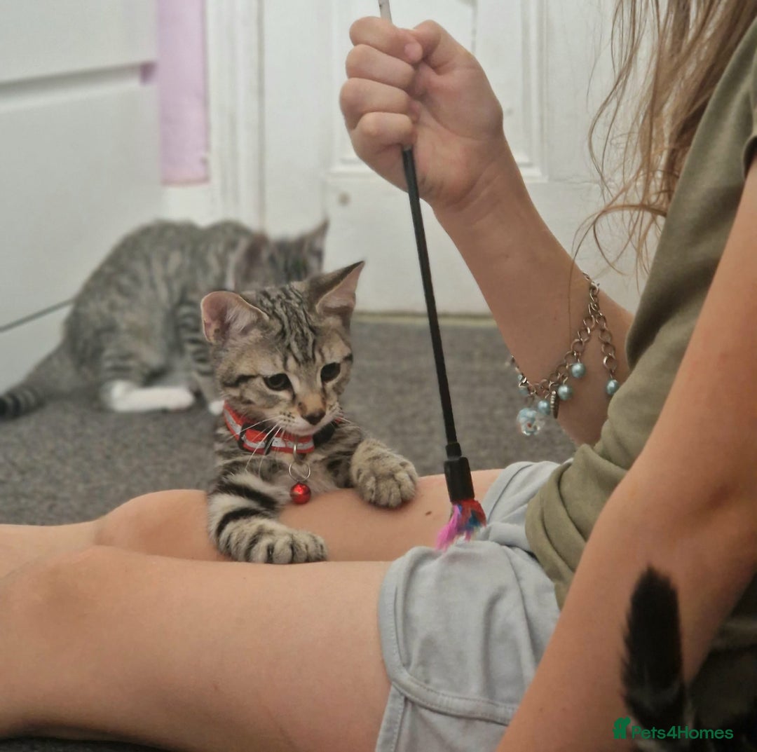 Mixed Breed cats for sale: Adorable kittens in London(SE18)😻💓😻 - Image 5