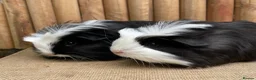 Guinea Pig rodents for sale: Baby brothers  - Advert 2