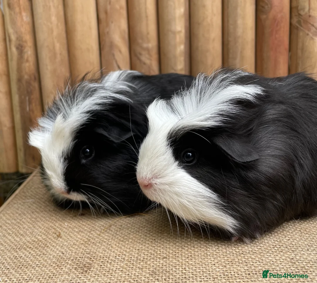 Guinea Pig rodents for sale: Baby brothers  - Advert 2