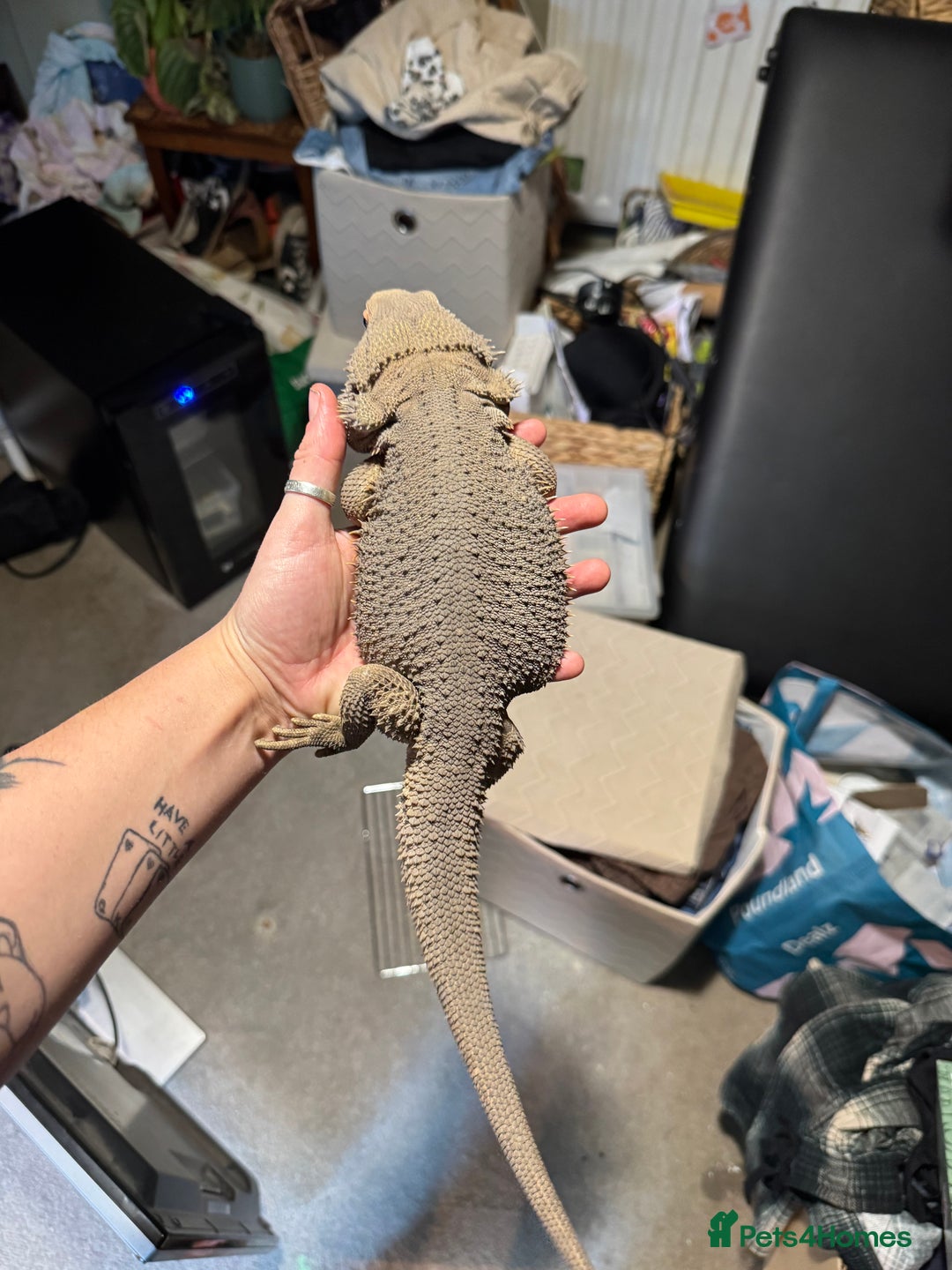 Bearded Dragon reptiles for sale: Male bearded dragons - Image 4