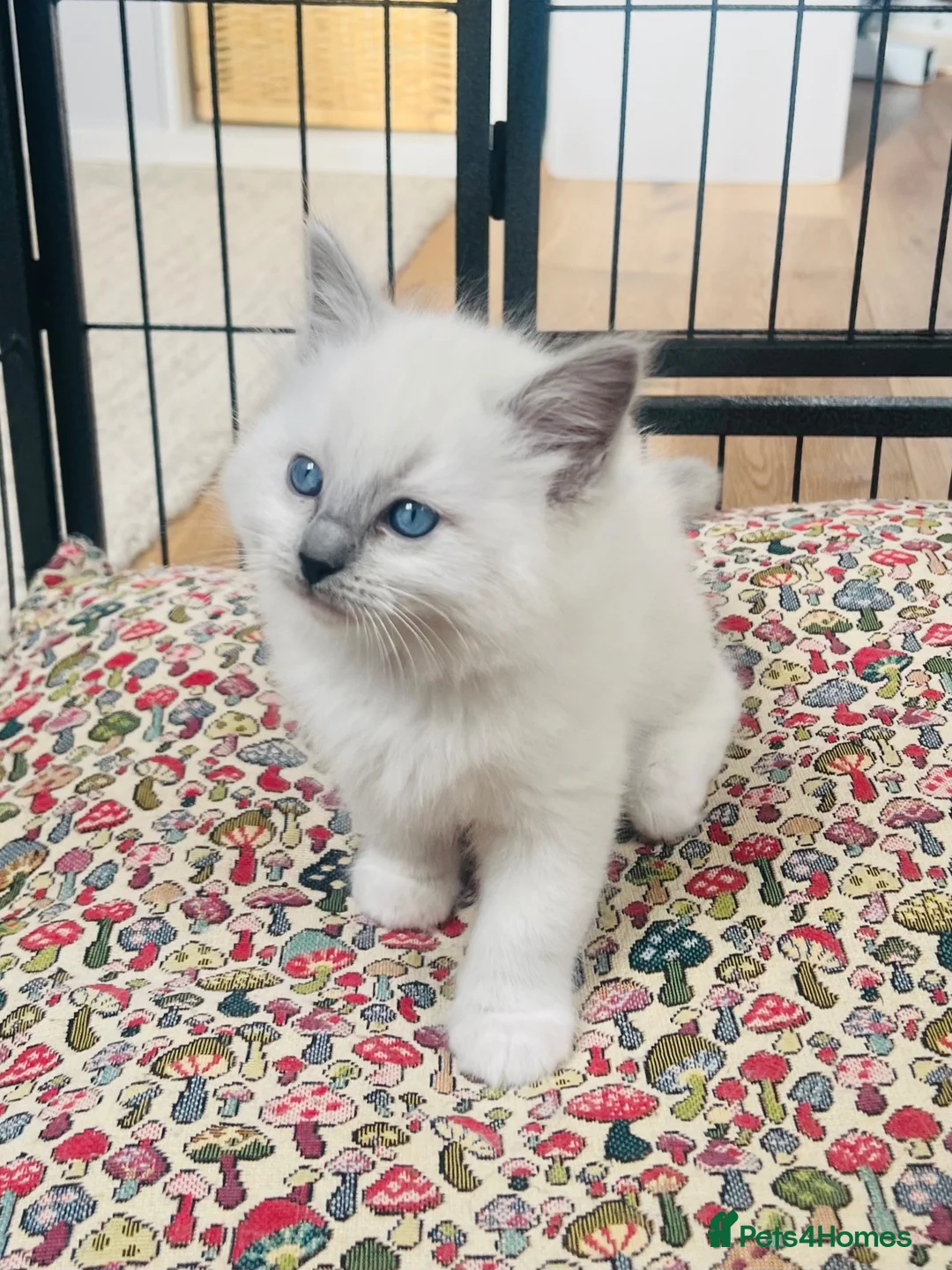 Ragdoll cats for sale: Beautiful ragdoll kittens blue and mitted - Advert 28