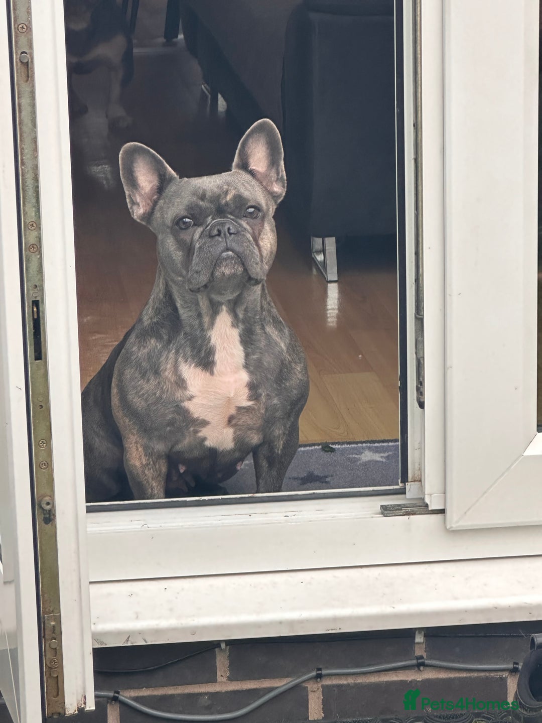 French Bulldog dogs for sale: French bulldog  - Advert 1