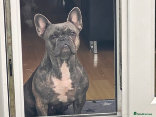 French Bulldog dogs French bulldog - Advert 1