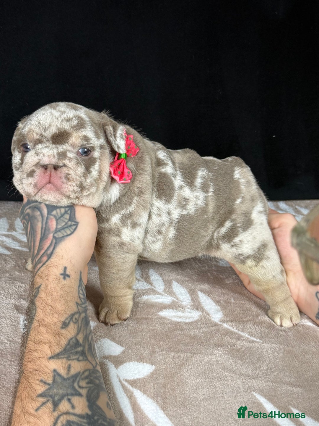 English Bulldog dogs for sale: 🐾 English Bulldog puppies available 🐾 - Advert 15