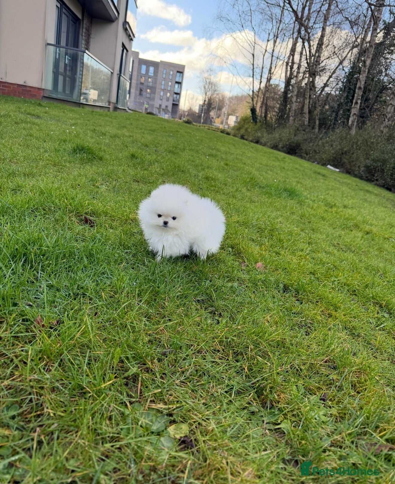 Pomeranian dogs Champion line🏆 mini teddy boy🧸  - Advert 1