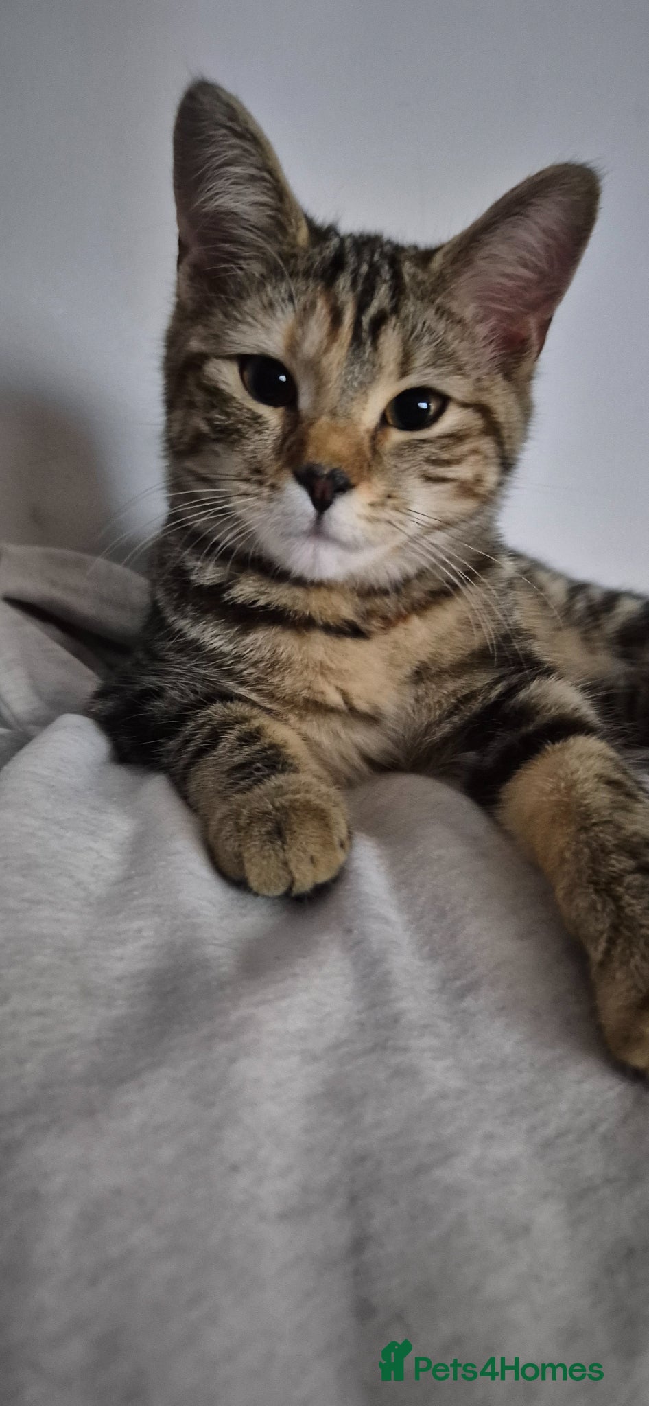 Mixed Breed cats 5 month old kitten for sale  - Advert 1