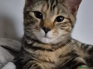 Mixed Breed cats 5 month old kitten for sale - Advert 1