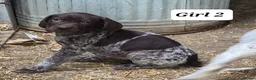 German Shorthaired Pointer dogs for sale: German Shorthaired Pointer Puppies (GSP) in Rhayader - Advert 6
