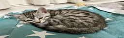 Bengal cats for sale: Snow Bengal 12 weeks GIRL kitten for sale  - Advert 6