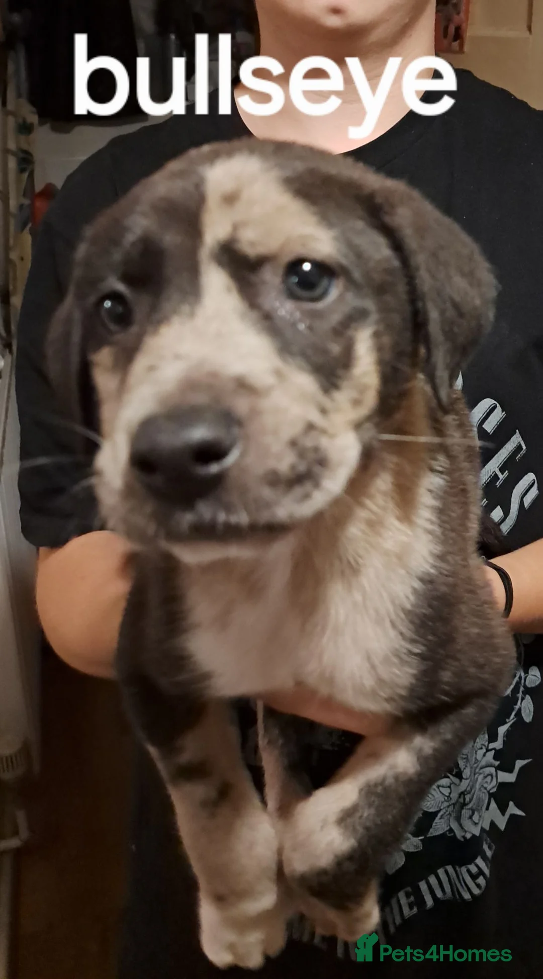 Mixed Breed dogs for sale: Alaunt x  in Wisbech - Advert 25