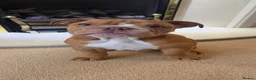 English Bulldog dogs for sale: English Bulldog Boy  - Advert 3