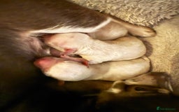 Chihuahua dogs for sale: Chihuahua puppies looking for good homes only - Advert 1