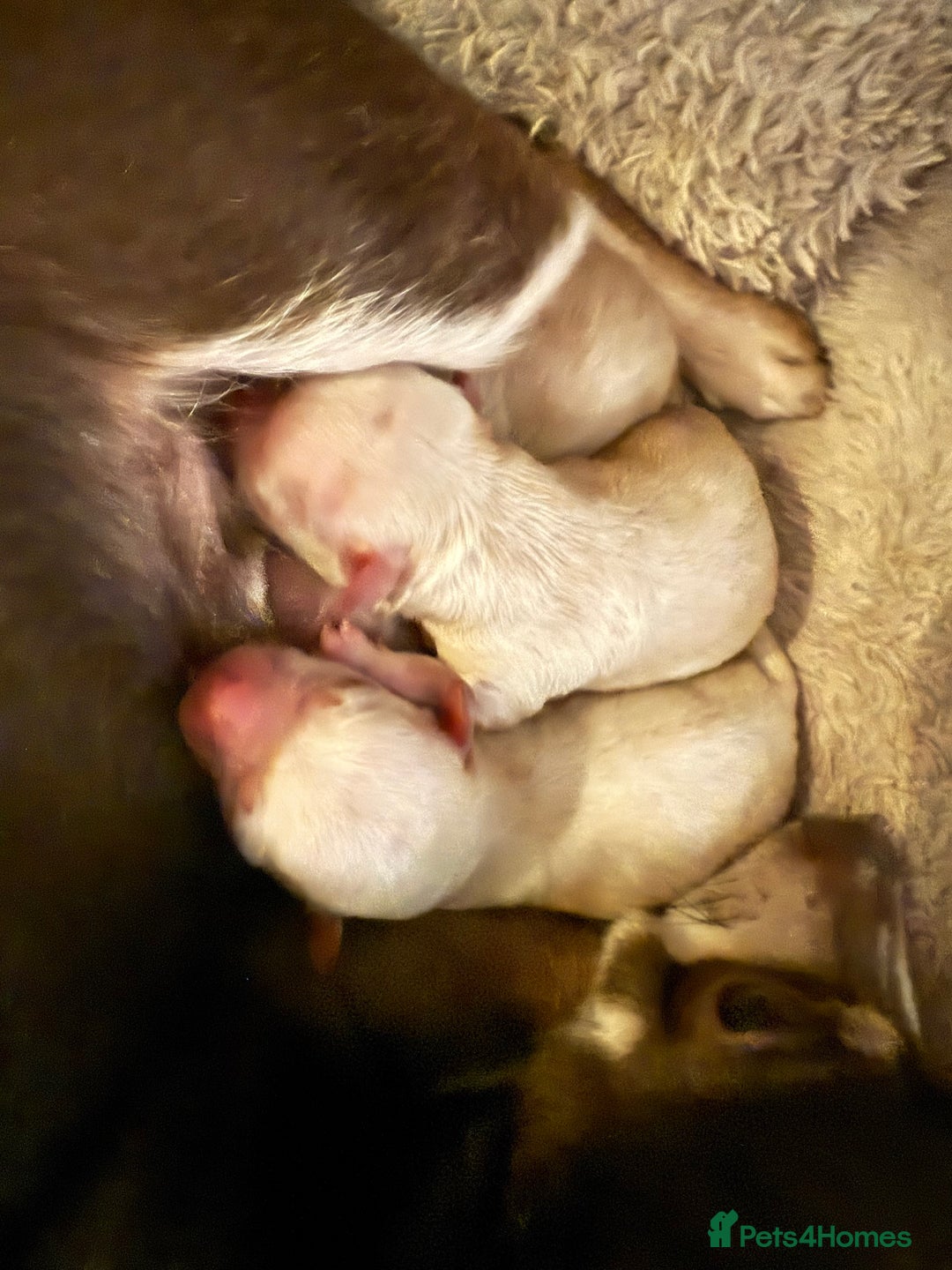 Chihuahua dogs for sale: Chihuahua puppies looking for good homes only - Advert 1