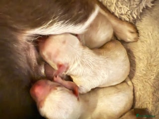 Chihuahua dogs for sale: Chihuahua puppies looking for good homes only - Advert 1