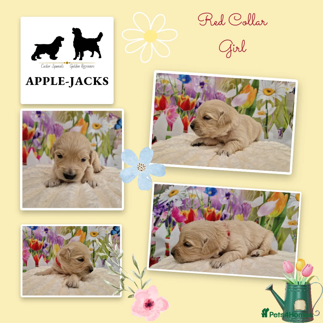 Golden Retriever dogs for sale: Pedigree show Golden retriever puppies - Advert 2