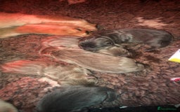 Chow Chow dogs for stud: Stud chow blue/chocolate  - Image 4