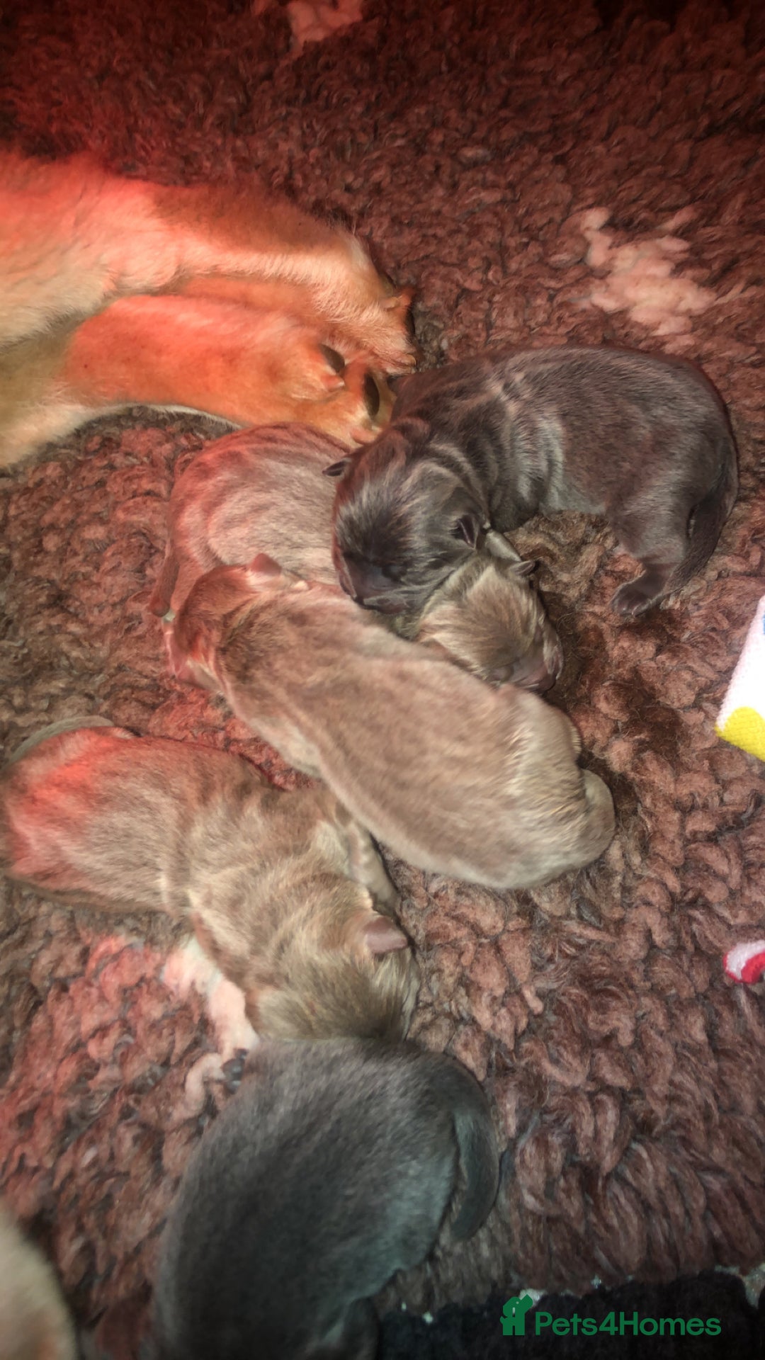 Chow Chow dogs for stud: Stud chow blue/chocolate  - Image 4