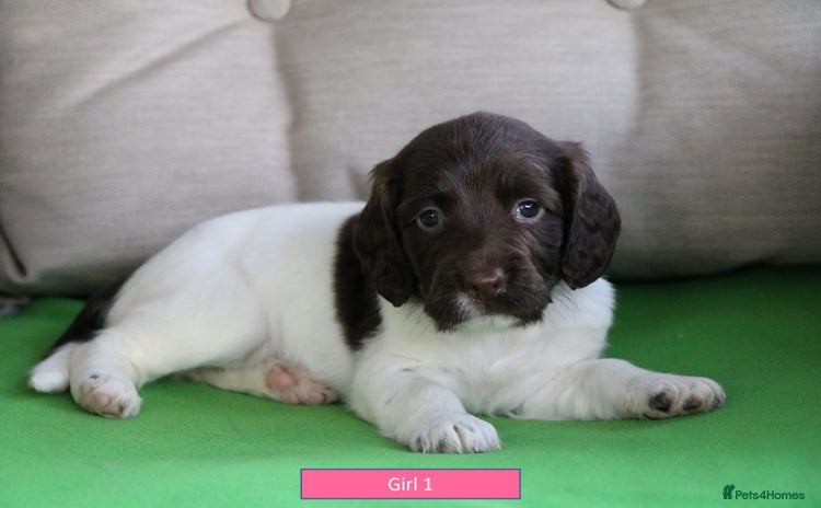 English Springer Spaniel dogs - Advert 4