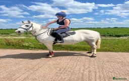 Connemara horses for sale: 💖BARBARA💖 - Image 3