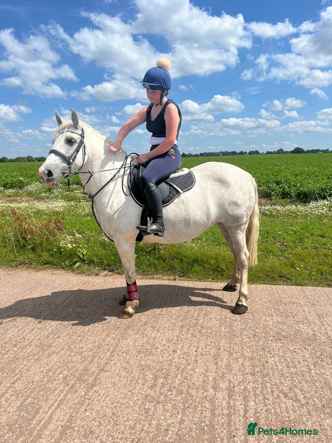 Connemara horses for sale: 💖BARBARA💖 - Image 3