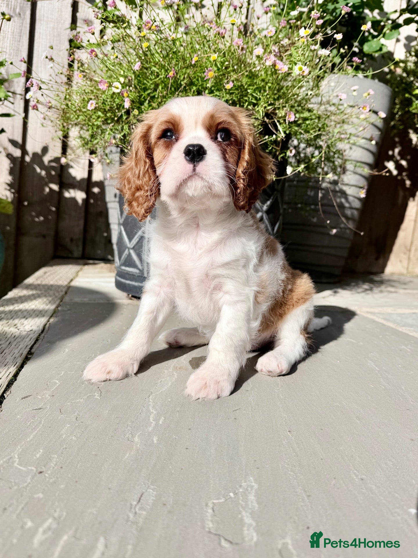 Cavalier King Charles Spaniel dogs Ready now, KC Cavalier King Charles Spaniel MALE.  - Advert 2