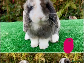 Mini Lop rabbits Baby mini lops ready now - Advert 1