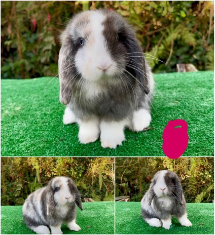 Mini Lop rabbits Baby mini lops ready now - Advert 1