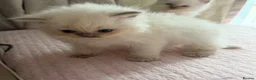Ragdoll cats for sale: Full TICA Reg Ragdolls - Advert 7