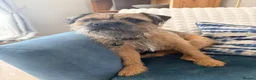 Border Terrier dogs for sale: Border terrier puppies - Advert 10
