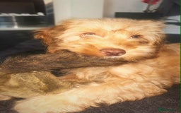 Cockapoo dogs for sale: Beautiful female cockerpoo puppy - Image 2